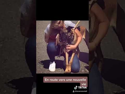 Berger malinois -