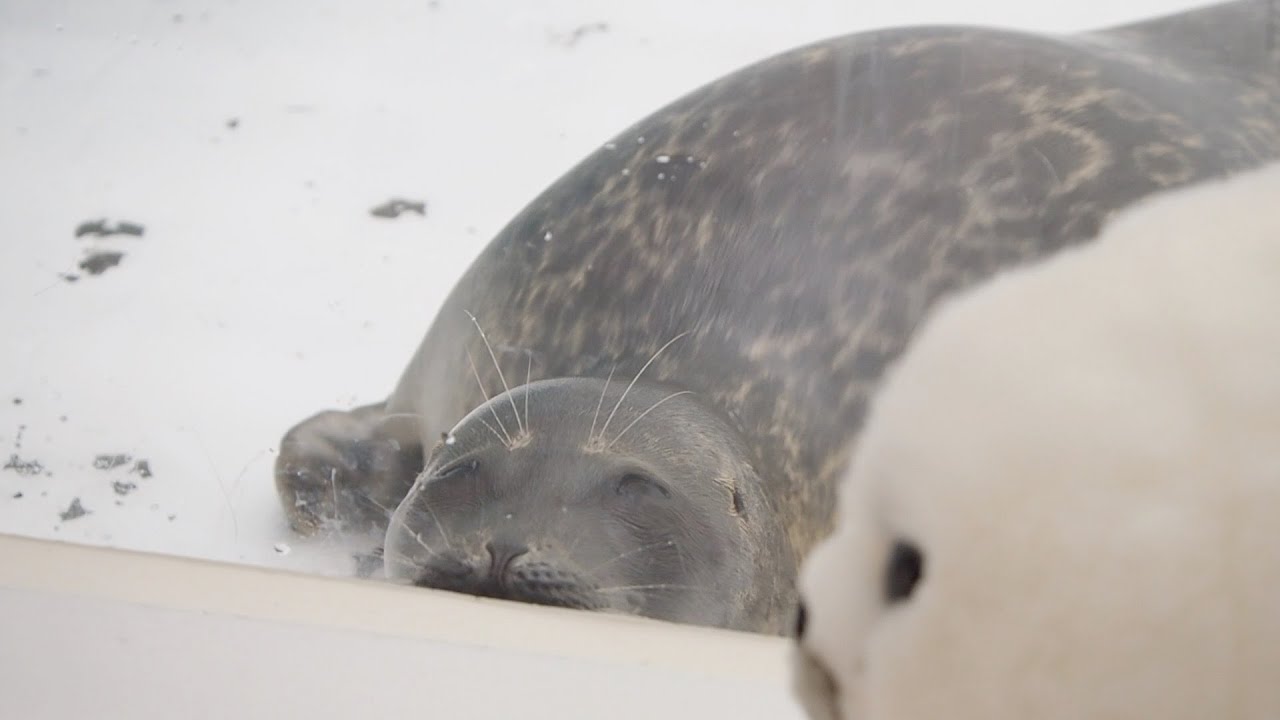 ミゾレぬいぐるみとトレーニングをするワモンアザラシのミゾレちゃん