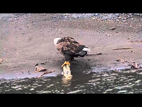 Bald eagle lands a salmon on Nooksack river