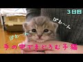 【保護猫】暖かい手に包まれてまどろむ子猫【生後16日】Calming kitten with warm hands