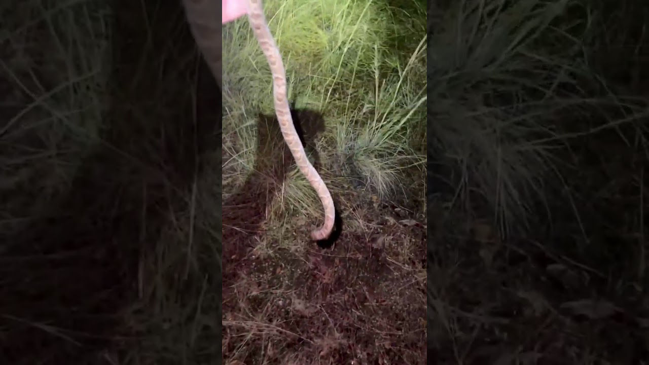 Lyresnakes are mildly venomous. That doesn't mean it's something to worry about, but also I'll avoid