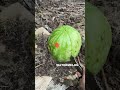 I let the watermelon go bad, but it will not be going to waste