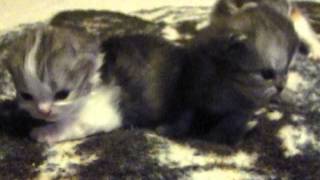 purrfectkeeperz.com 3 Persian smoke kittens with sweet doll faces..