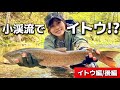 【女子1人】まさかの小渓流でイトウ⁉︎〜後編〜