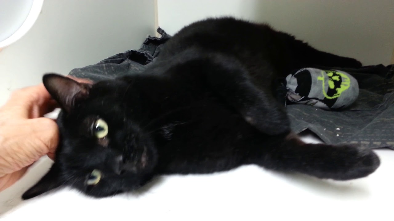 adopt cats long island Ares 71622 - Silly on Catnip, Loving all other times | NYCACC