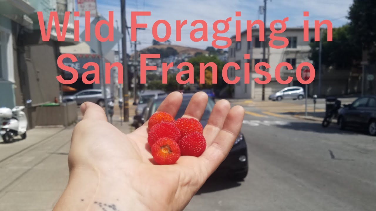 You can eat Wild food foraged around San Francisco