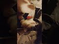 Trilby rubbing his head in an American catnip toy from B and M then he tosses it about #trending