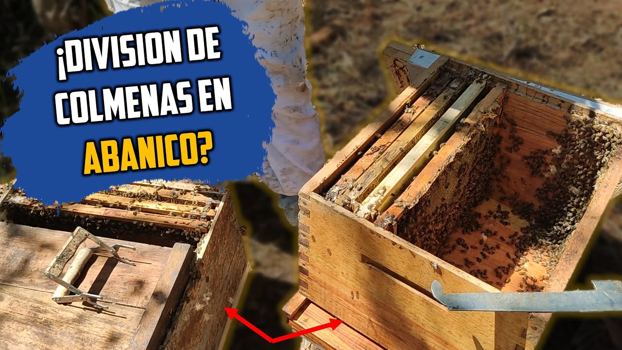 Dos Nucleos en menos de 20 Minutos, usando el metodo de divison natural de enjambres.