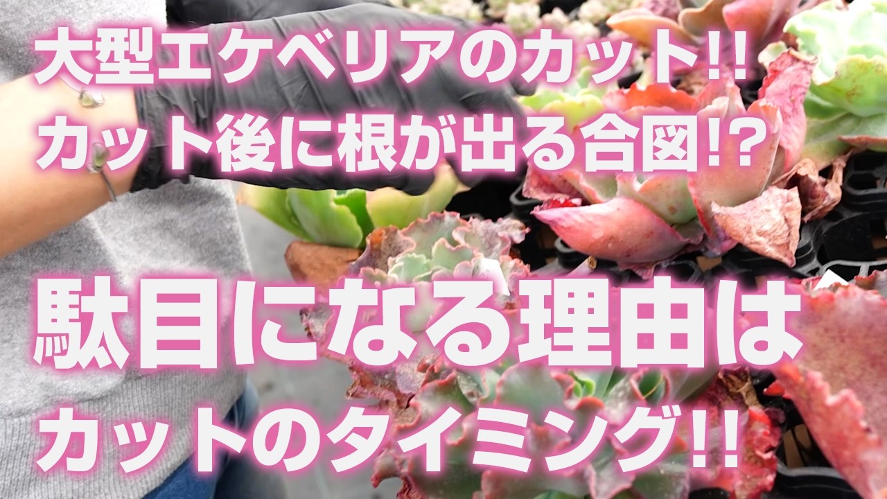 【多肉植物】大型エケベリアのカット後に根が出る合図は!?大型エケベリアが駄目になる理由はカットのタイミングがほとんど!!【succulent】トロピカルガーデン