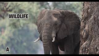 Breathtaking Moments in Mana Pools, Zimbabwe During Our Self-Drive Safari