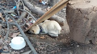 Whole life was chained and mistreated in starved, cold, terrified dog eat waste foods for survived