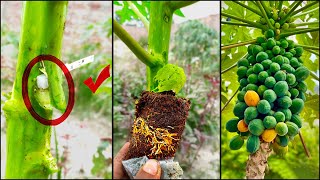 How to Air Layering Papaya Tree / New Method to Grow Papaya plant From papaya Tree with Aloe vera !!
