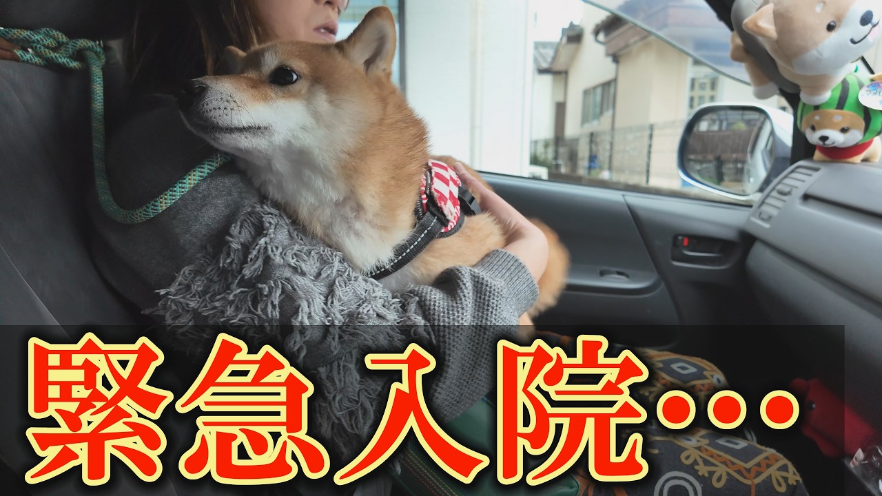 てんかん重積の柴犬の症状が急変し、言葉を失いました・・・