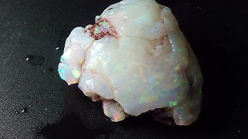 Opal Shell fossil Australian Coober Pedy - 17 CT