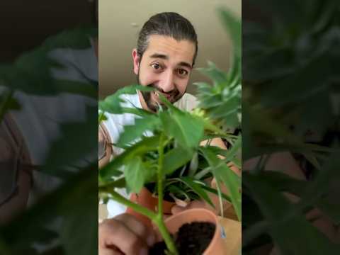 Wideo: Jak podlewać roślinę doniczkową – poznaj podstawy podlewania roślin doniczkowych