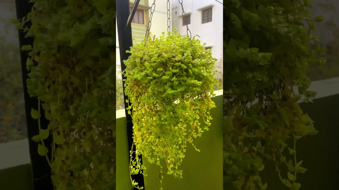 🌿 Easy Hanging Plants for Beginners! 🪴 Grow & Care Tips | MYTHU VLOGS  