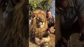 Tại Sao Sư Tử Đực Lại Có Bờm