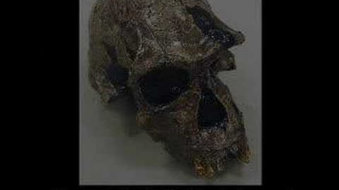 Transitional Fossils - Non-Human Apes to Modern Humans