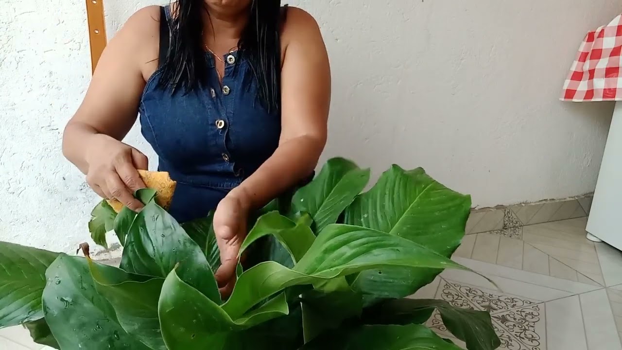 Limpeza no lirio da paz 