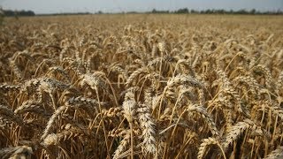 Fructan, not gluten, might make some sick