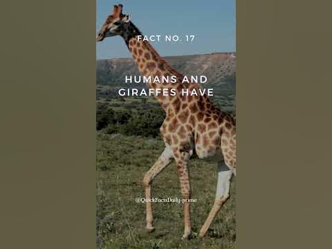 🦒 Human vs Giraffe 🏌| Top Amazing Facts #17 | A Neck and Neck Race? #
