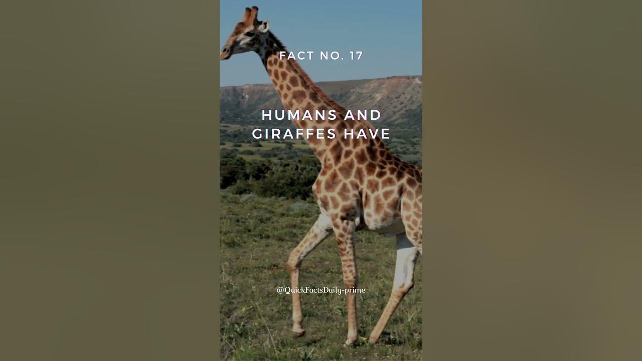 🦒 Human vs Giraffe 🏌| Top Amazing Facts #17 | A Neck and Neck Race? #