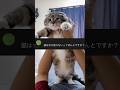 猫は水が見えていない?衝撃の調査結果がコチラ🙀