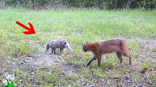 картинка: Это Попало На Камеру / Случаи с Животными Снятые На Камеру