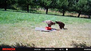 ButeoCam 20180727 12
