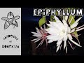 Epiphyllum  everything you need to know  care water fertiliser pruning problems avoid spots