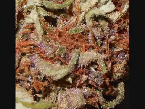purple-diesel-life-cycle