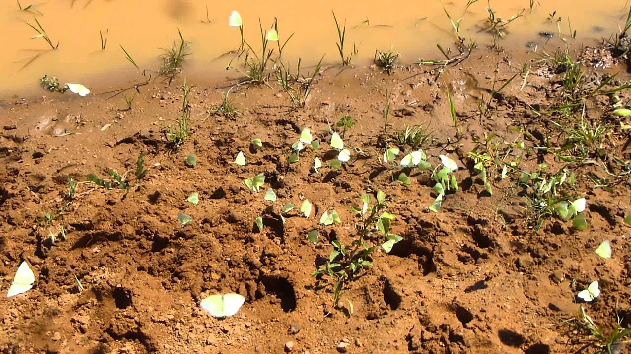 Coxim Mato Grosso do Sul Brasil - Bonito passieo com Marced