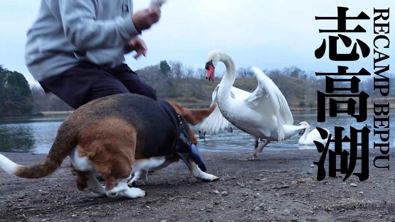 九州屈指の人気キャンプ場【RECAMP別府志高湖】#犬連れキャンプ #犬連れ車中泊 #犬 #バセットハウンド  #bassethound #九州 #大分 #別府