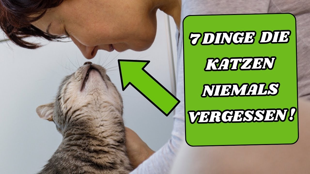 Die 7 Liebeszeichen, die deine Katze von dir erwartet!