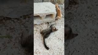 cute cat and rabbit #facts #funny