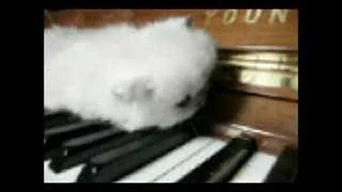 Watch the video about Persian kitten Leila learning to play the piano