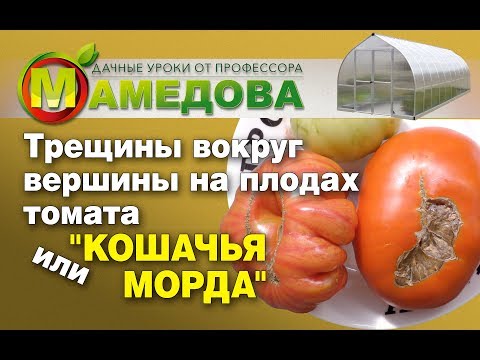 Видео: Проблемы выращивания помидоров: проблемы с растениями и фруктами томатов