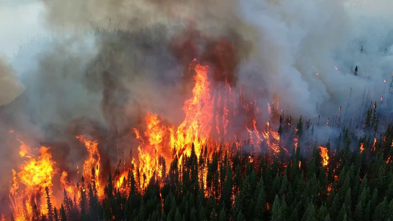 Хвойный пожар. Big Pine Fire today.