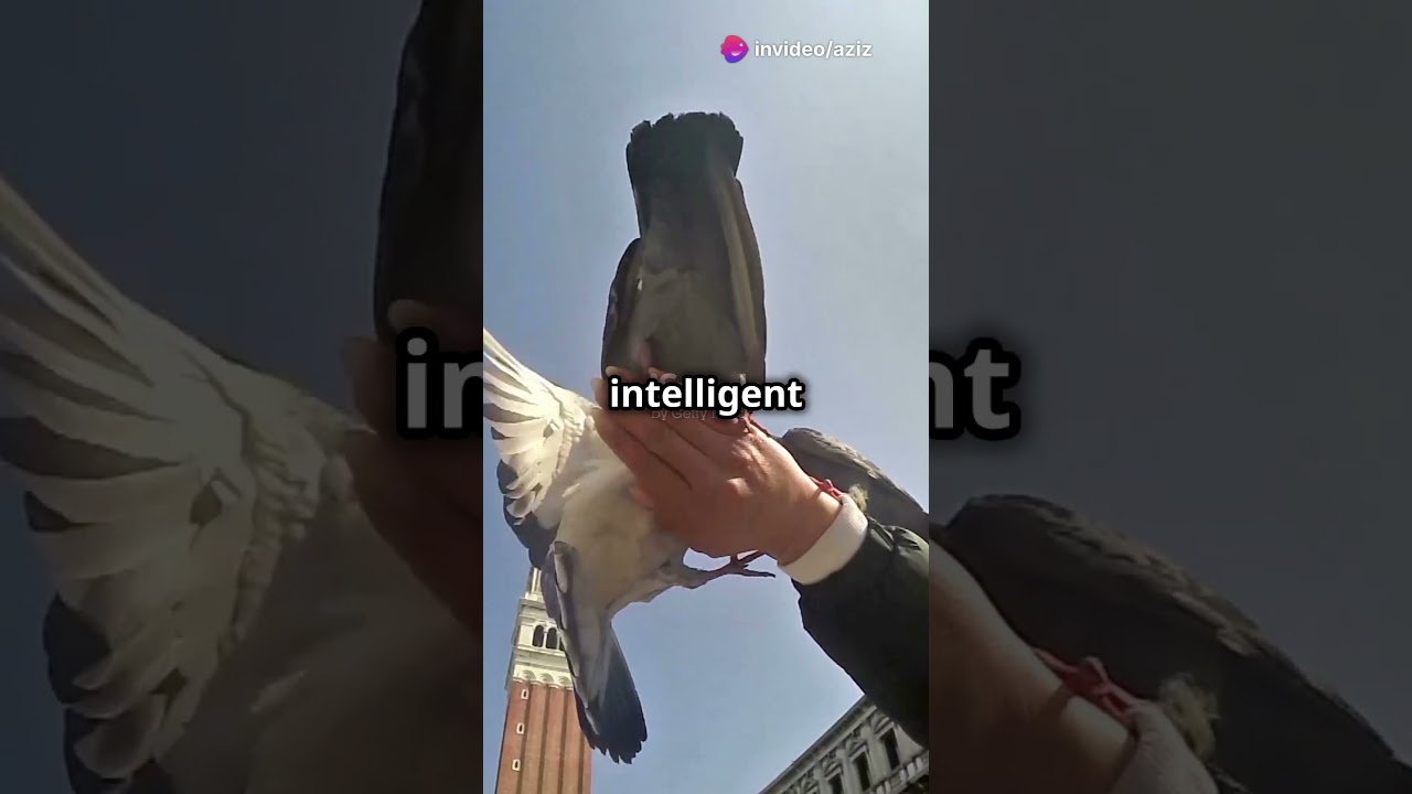 Pigeons: Messengers of Peace and Freedom 