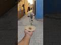 प्यारी बछिया #cow #shortsfeed #cows #shortvideo #gaumata #ytshorts #cowvideos #shorts