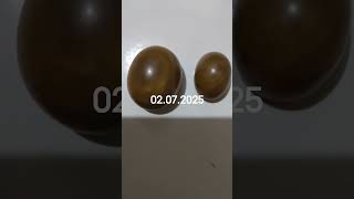 Mustika Naga Hijau Mustika Naga Hijau