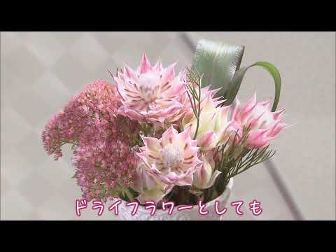 ブライダルにも セルリア きょうの花日記 年9月16日放送 Youtube