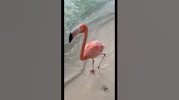 Thumbnail of WALKING ON THE BEACH WITH FLAMINGOS! 🤩🦩🌴 *MUST WATCH* #shorts #flamingos #aruba