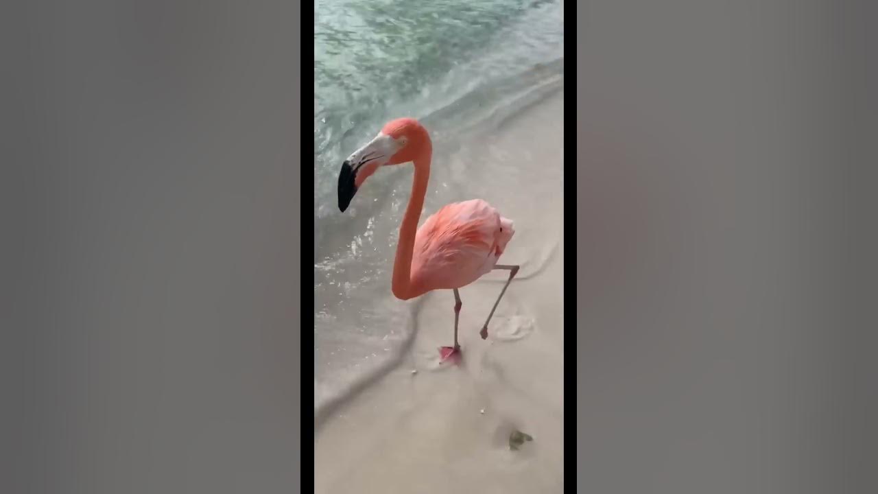 WALKING ON THE BEACH WITH FLAMINGOS! π€©π¦©π΄ *MUST WATCH* #shorts #flamingos #aruba WALKING ON THE BEACH WITH FLAMINGOS! π€©π¦©π΄ *MUST WATCH* #shorts #flamingos #aruba