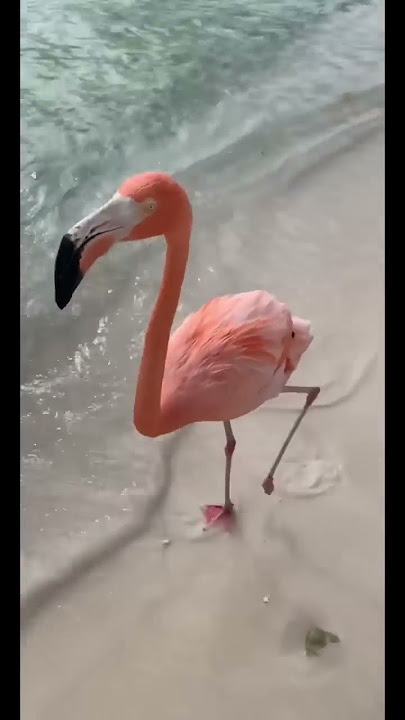 WALKING ON THE BEACH WITH FLAMINGOS! 🤩🦩🌴 *MUST WATCH* #shorts #flamingos #aruba