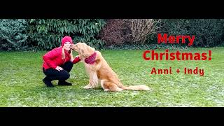 'Like It's Christmas' Dog Dancing Routine of Indy the Hovawart