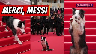 Cannes 2024: Messi The Dog From 'Anatomy Of A Fall' Walks The Red Carpet, Steals Spotlight