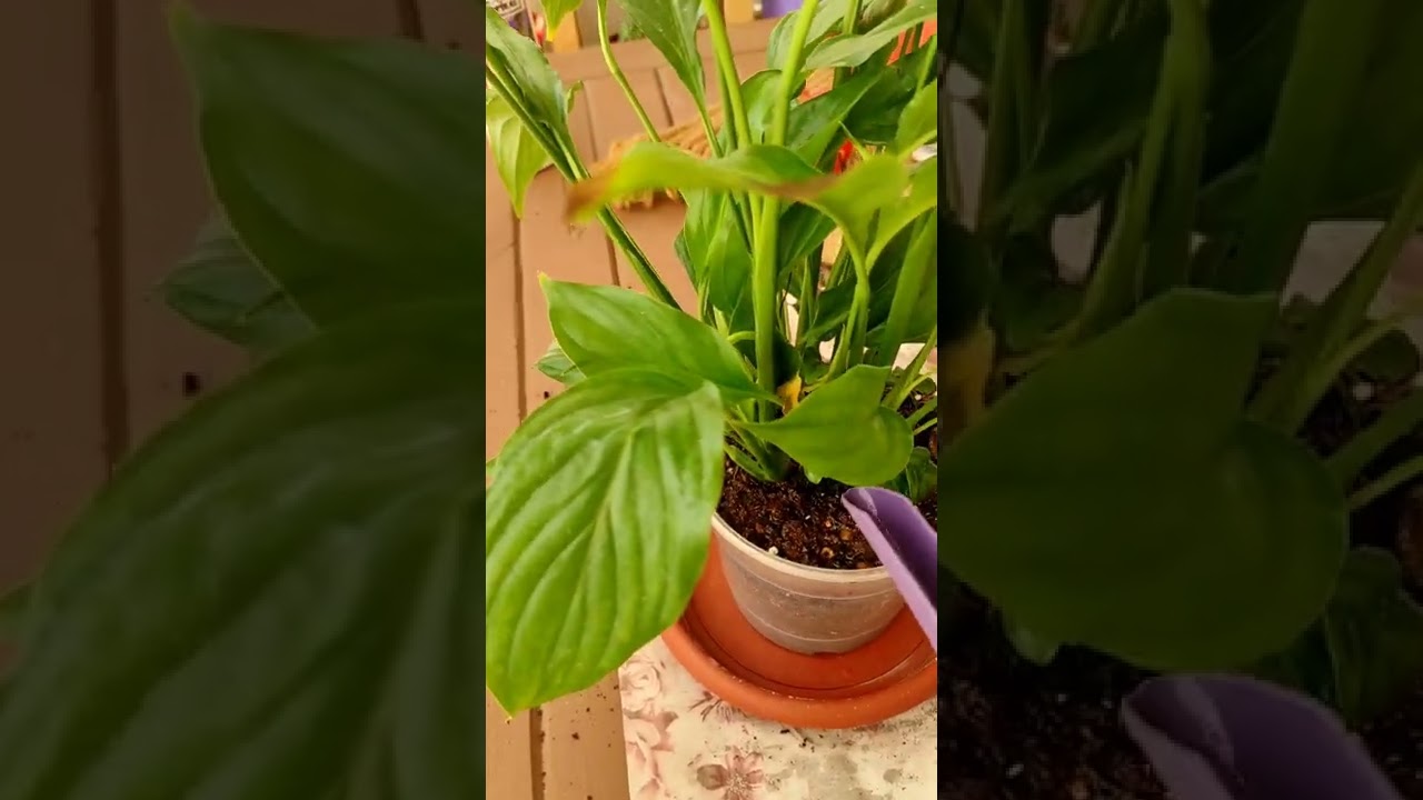 Barış çiçeği bakımı ve saksı değişimi nasıl yapılır  (SPATIFILYUM, YELKEN ÇİÇEĞİ)