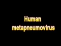 What Is The Definition Of Human metapneumovirus - Medical Dictionary Free Online Terms