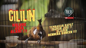 🔴 TEMBAKAN RAPAT CILILIN IDAMAN JURI ❗️❗️ HANYA UNTUK BURUNG JUARA ❗️❗️ #masteranmuraibatu #cililin